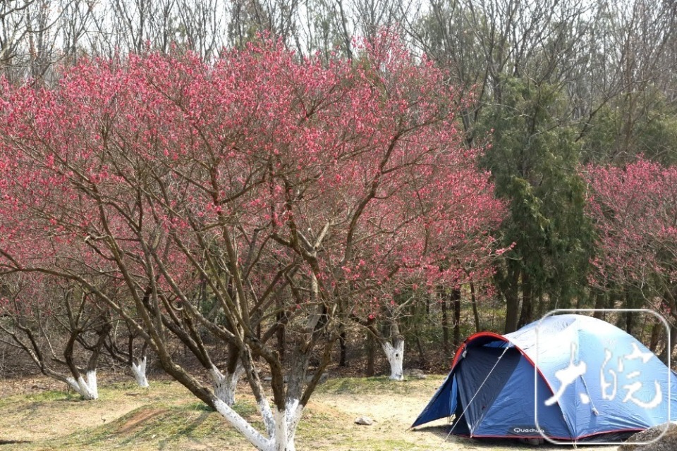 组图丨春景醉人淮南舜耕山梅园进入盛花期