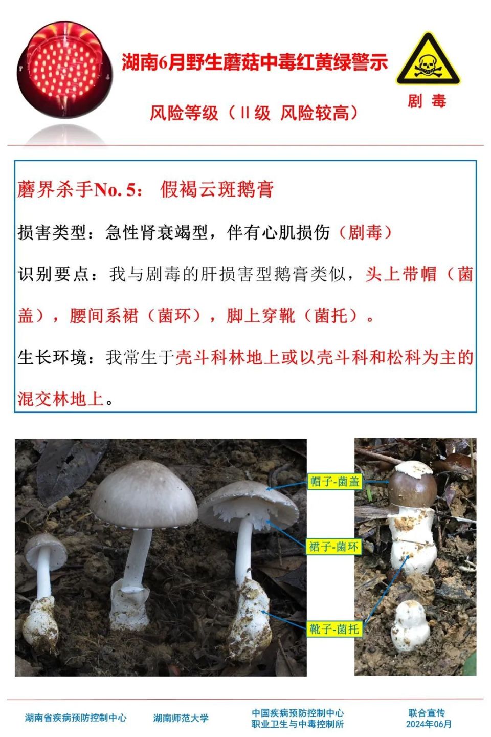 致命鹅膏,俗称"白毒伞",集中出现在2-5月份.其生长