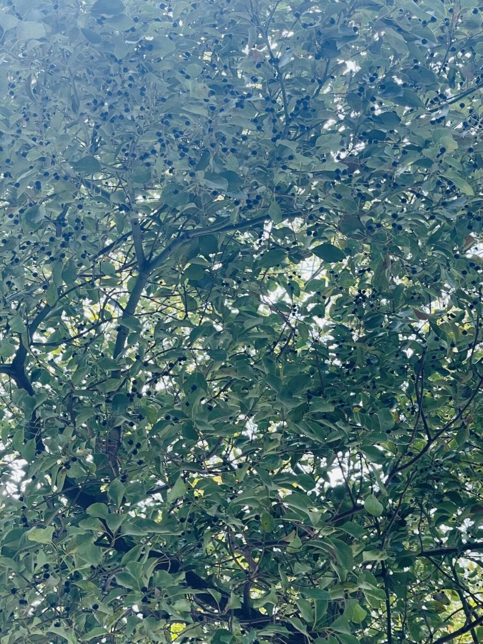 不要碰！不要摘！不要踩！近期街头正大量出现樟树籽，爆裂后汁液黏稠且易渗透_腾讯新闻