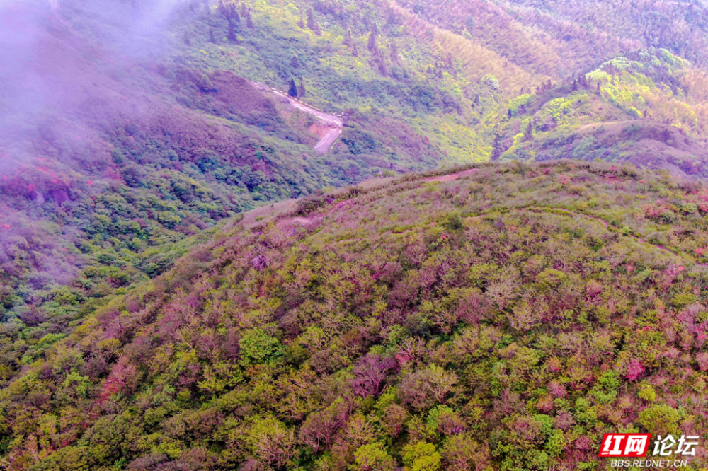 摄影:曾石祥▲图说:每年四月下旬至五月中旬,浏阳大围山满山杜鹃如