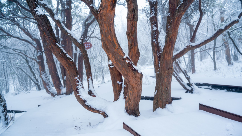 组图丨广元旺苍迎来2023年第一场雪