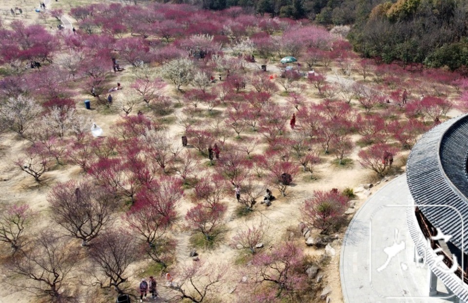 组图丨春景醉人 淮南舜耕山梅园进入盛花期