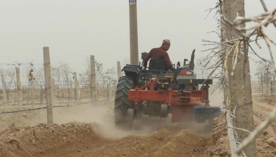 在宁夏永宁县玉泉营农场酿酒葡萄基地的"2024年宁夏贺兰山东麓葡萄