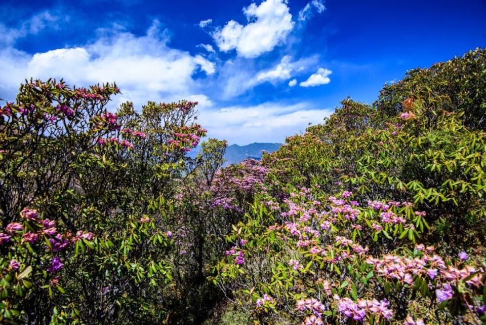 走进大姚小百草岭,赏多彩梦幻的杜鹃花海_腾讯新闻