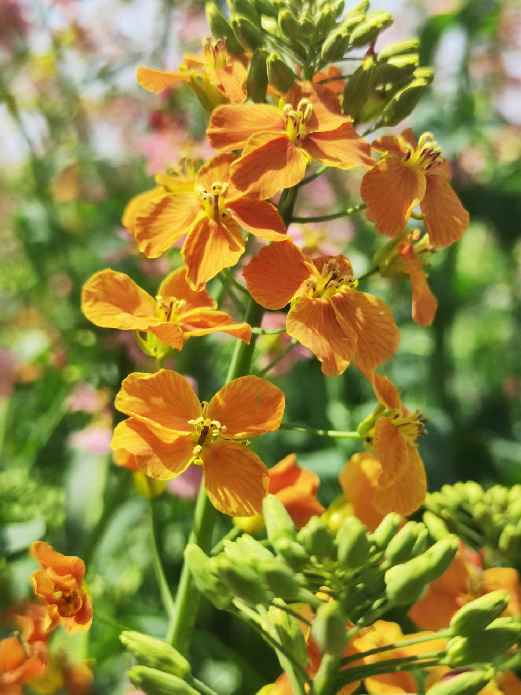 橙色油菜花图片图片