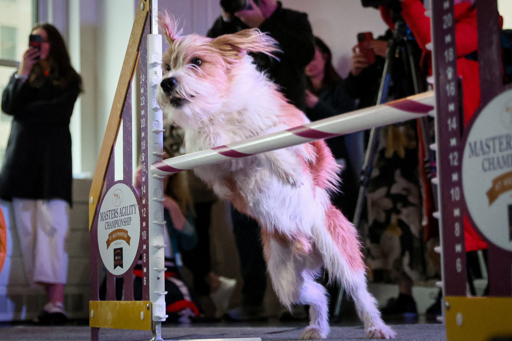 在美国纽约举行的威斯敏斯特犬展新闻发布会上拍摄的一只克罗福兰德犬