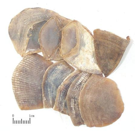 药师说药丨揭秘《中国药典》里动物药的"新贵"与"弃儿"