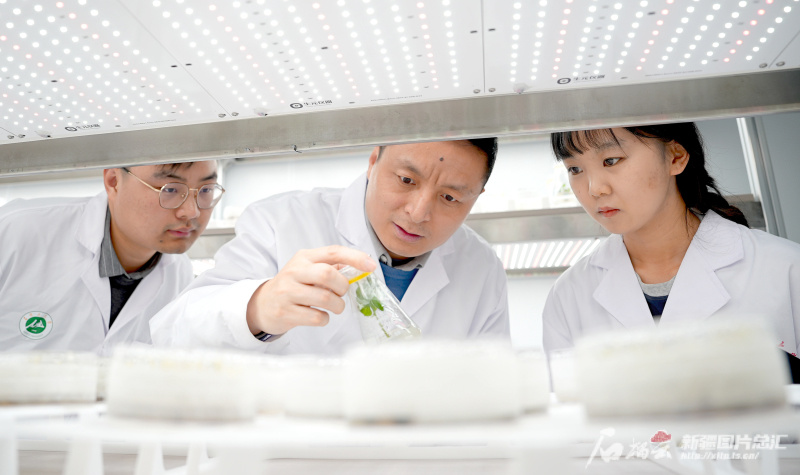 岳勇超摄昌吉回族自治州党委副书记,中国农业科学院西部农业研究中心