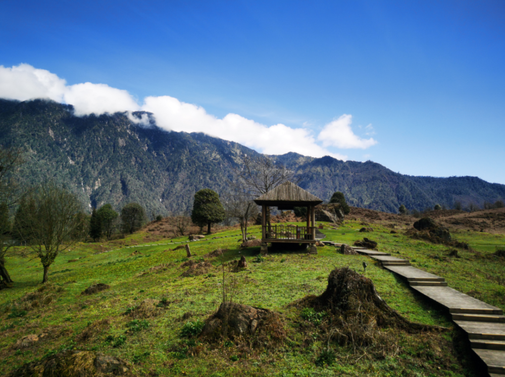 黑竹沟景区邀你共赴杜鹃之约!