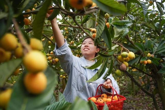 摘枇杷图片生活照图片