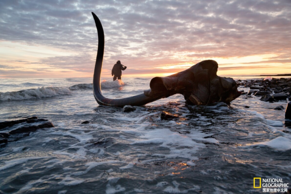 是谁杀死了最后一头长毛象?