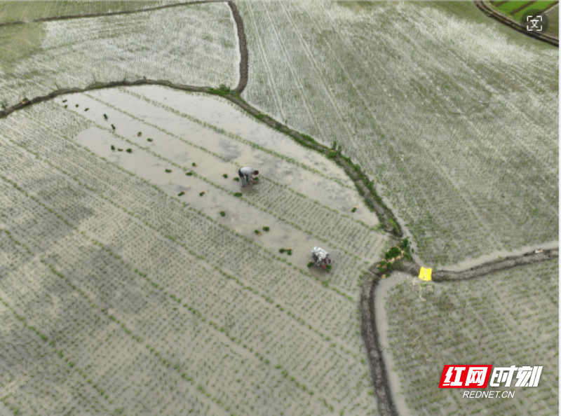 资兴州门司镇:水稻制种插秧忙 乡村振兴有"稻"路