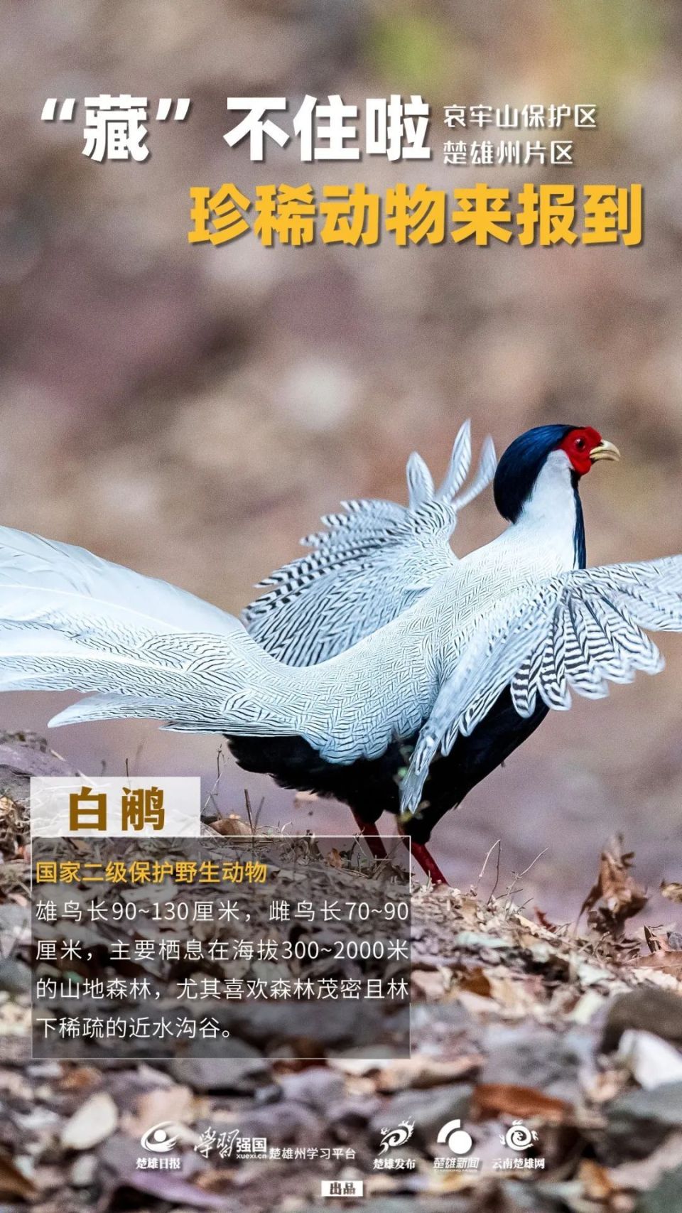 哀牢山保护区楚雄州片区珍稀动物来报到_腾讯新闻