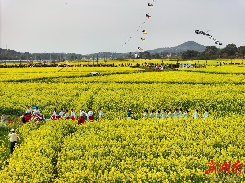 渌口区千亩油菜花海引客来