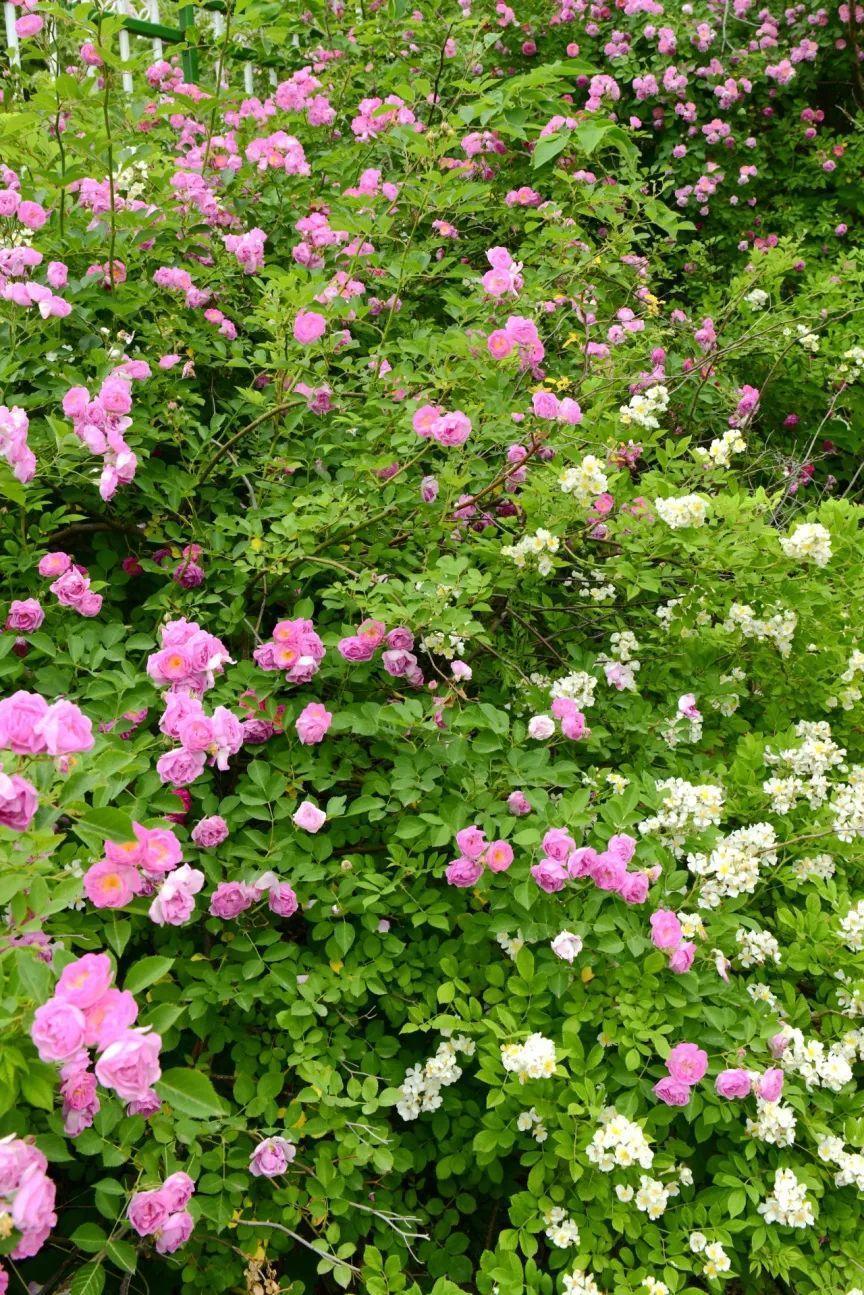 在山东,我找到了同款"阿勒泰"!