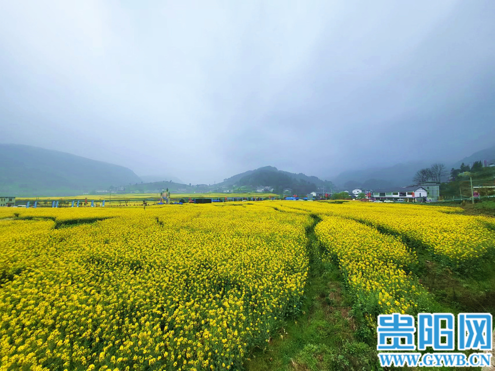 息烽县西山镇鹿窝村:千亩油菜花 绽放花经济