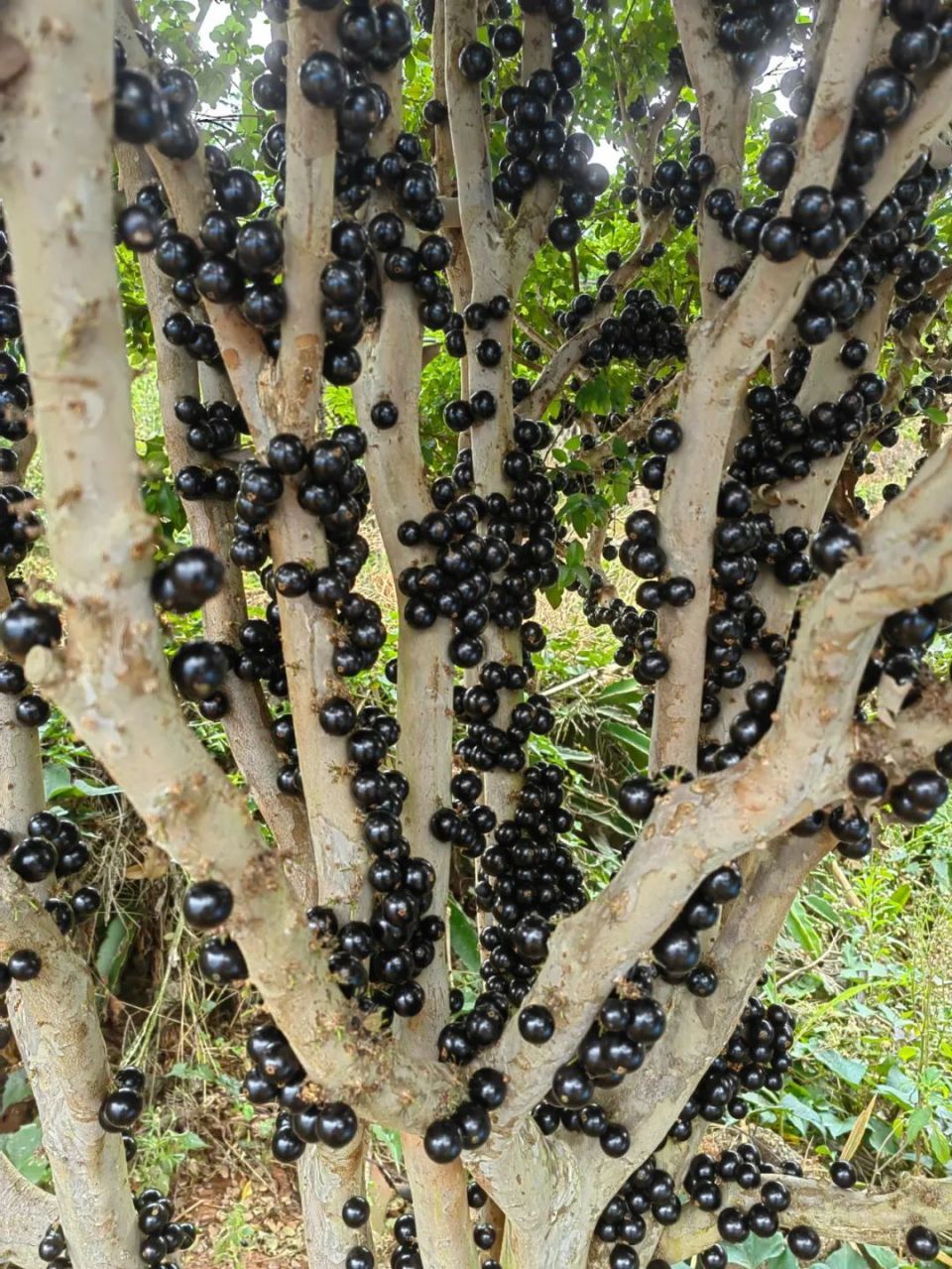 嘉宝果成熟后的果实呈紫黑色,果皮外表结实光滑,有美容,保健之功效.