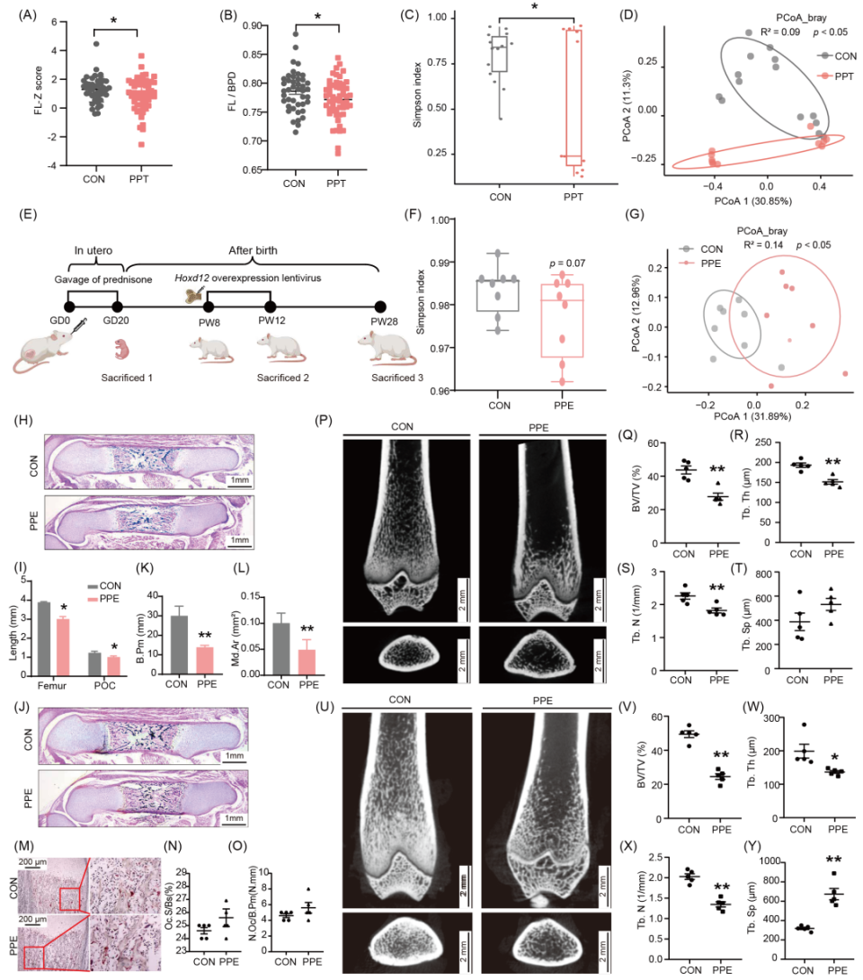 iMeta | 武汉大学汪晖/陈廖斌组：解析母体肠道菌群稳态、表观遗传调控机制与子代骨质疏松症易感之间的三元关系-腾讯新闻