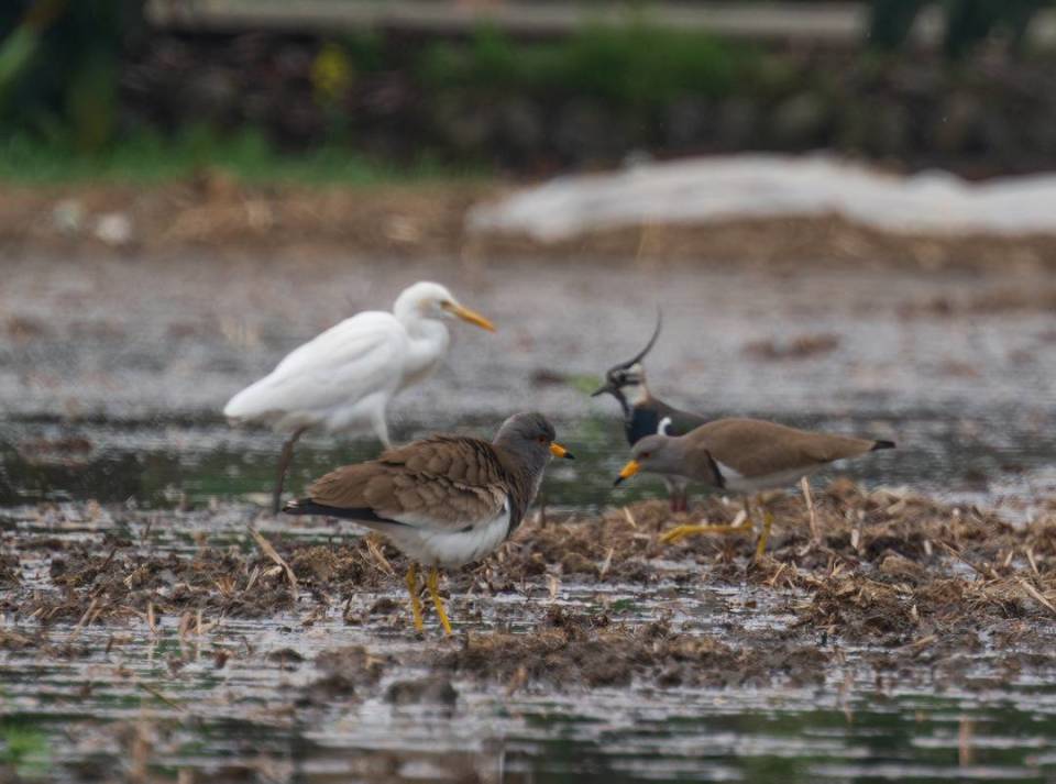 灰头麦鸡(前),凤头麦鸡(中),白鹭(后)水鹨白鹡鸰黄头鹡鸰麻雀流苏鹬家