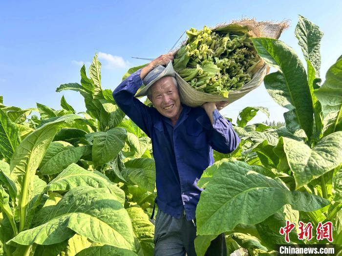 山东田间地头洋溢丰收喜悦 庆中国农民丰收节_腾讯新闻