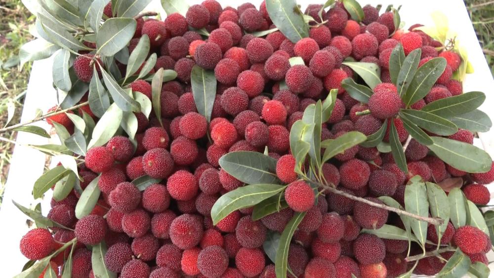 贵州惠水3500亩杨梅喜获丰收