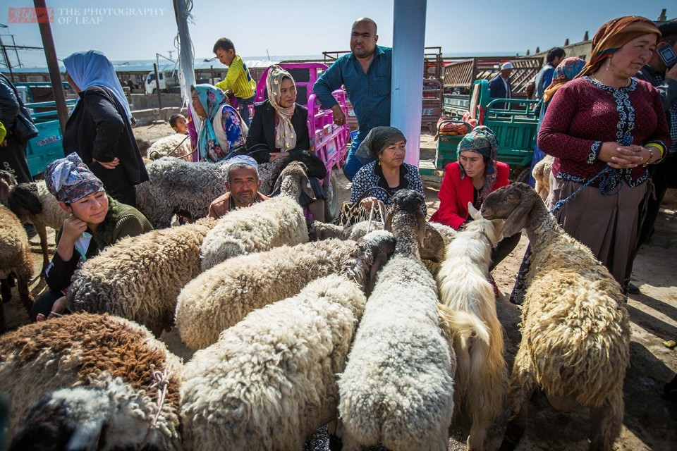 新疆刀郎羊一只卖出1400万高价,一筷子下去好几万,不知谁有这胆量和