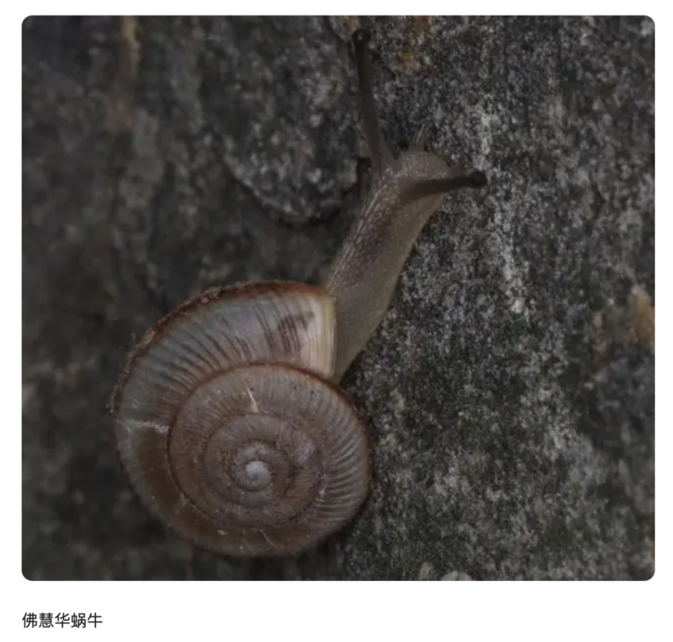 山东师范大学遭实名举报乱蹭成果?一只蜗牛引发学术争端