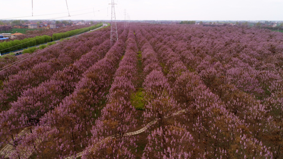 高清图集又见焦桐花开