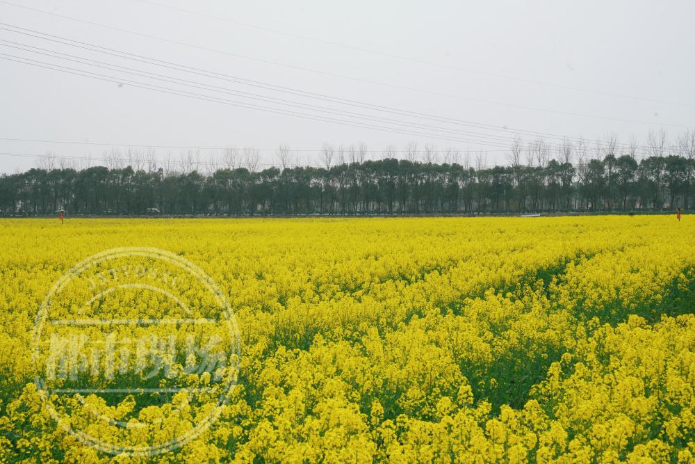 南昌县蒋巷镇春意渐浓赏花踏青正当时