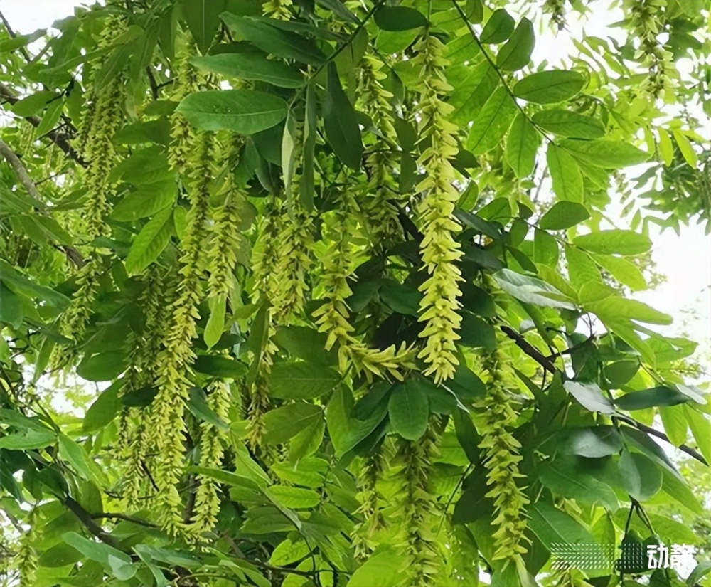 野性贵州 有问必答丨满身挂流苏，果实长翅膀，这种树有多爱臭美？_腾讯新闻