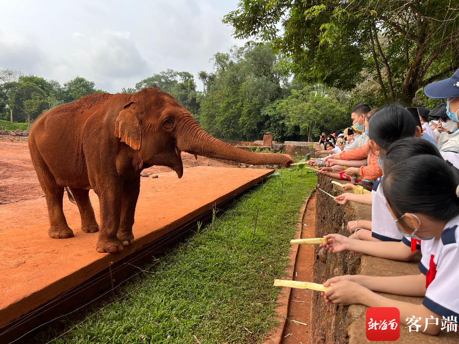让"星星的孩子"不再孤独 海南热带野生动植物园举办公益宣传活动_腾讯