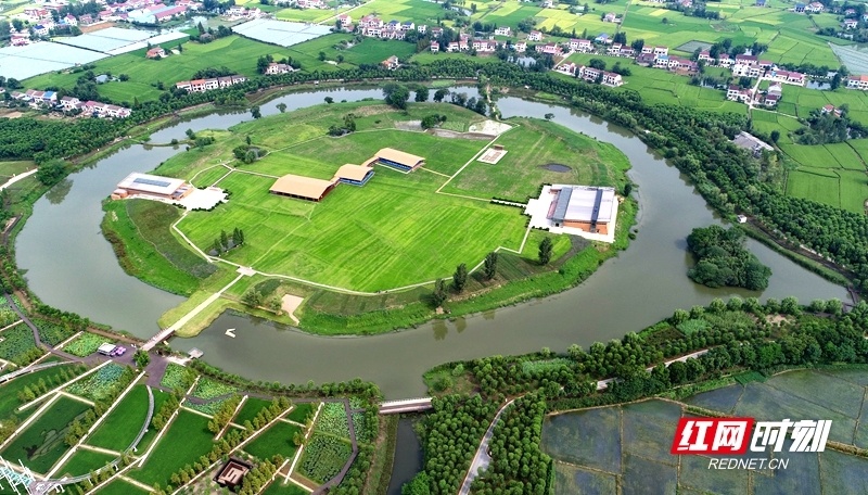 "瞰"见城头山·底色篇|万年稻香 绘就中国最早的城