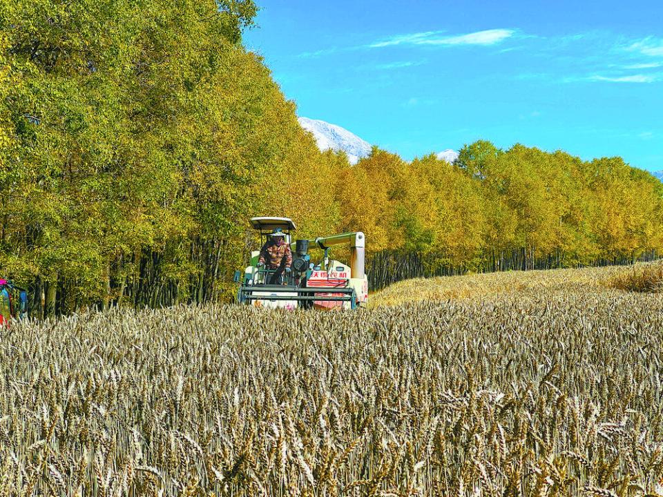 化隆万亩青稞喜获丰收