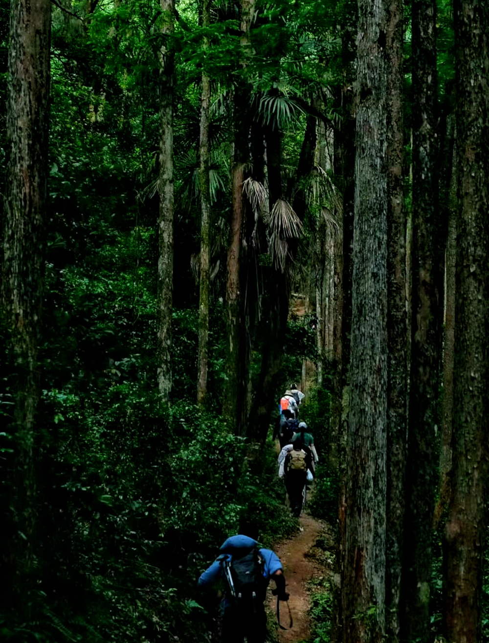 壁纸 风景 森林 桌面 1000_1314 竖版 竖屏 手机
