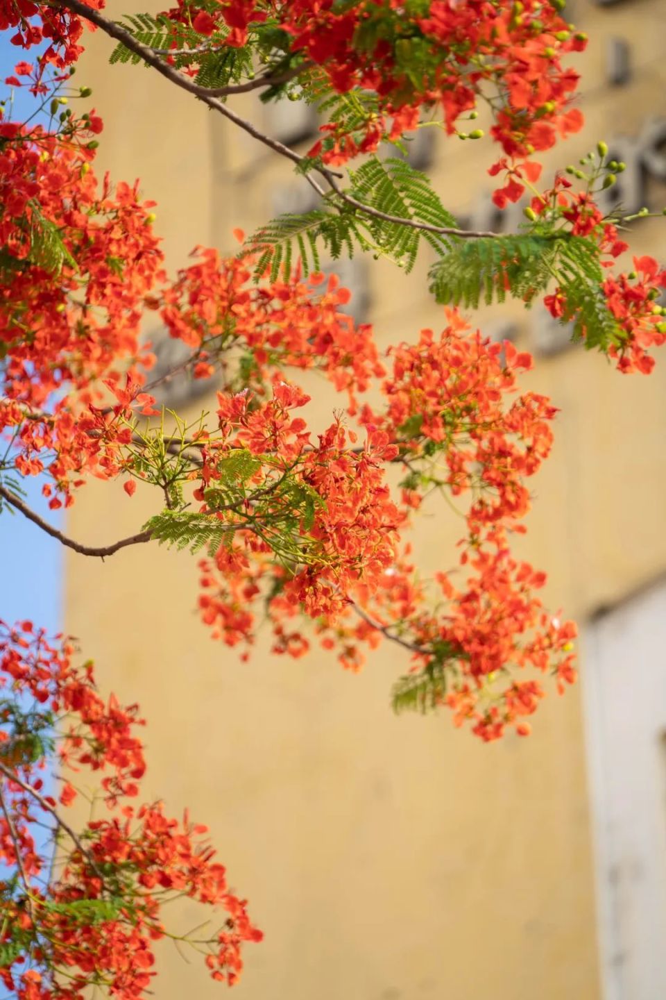 凤凰花开满天红,云浮"百千万"火热绽放