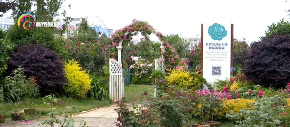 上百种月季竞相绽放,最近,在斗南花卉小镇,一年四季看不完.