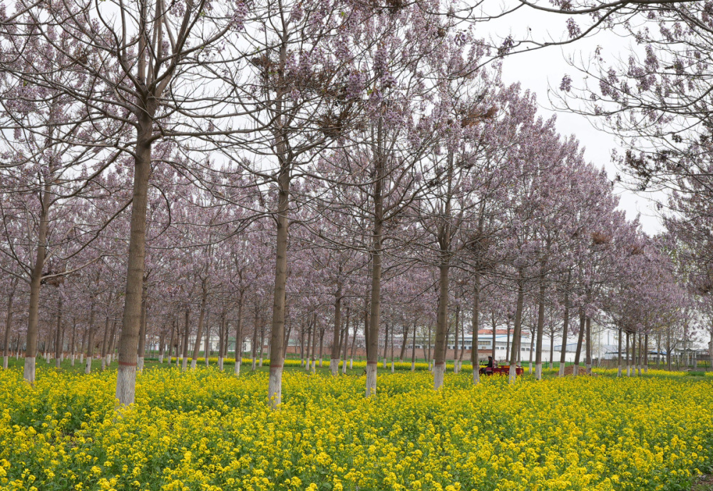 高清图集:又见焦桐花开_腾讯新闻