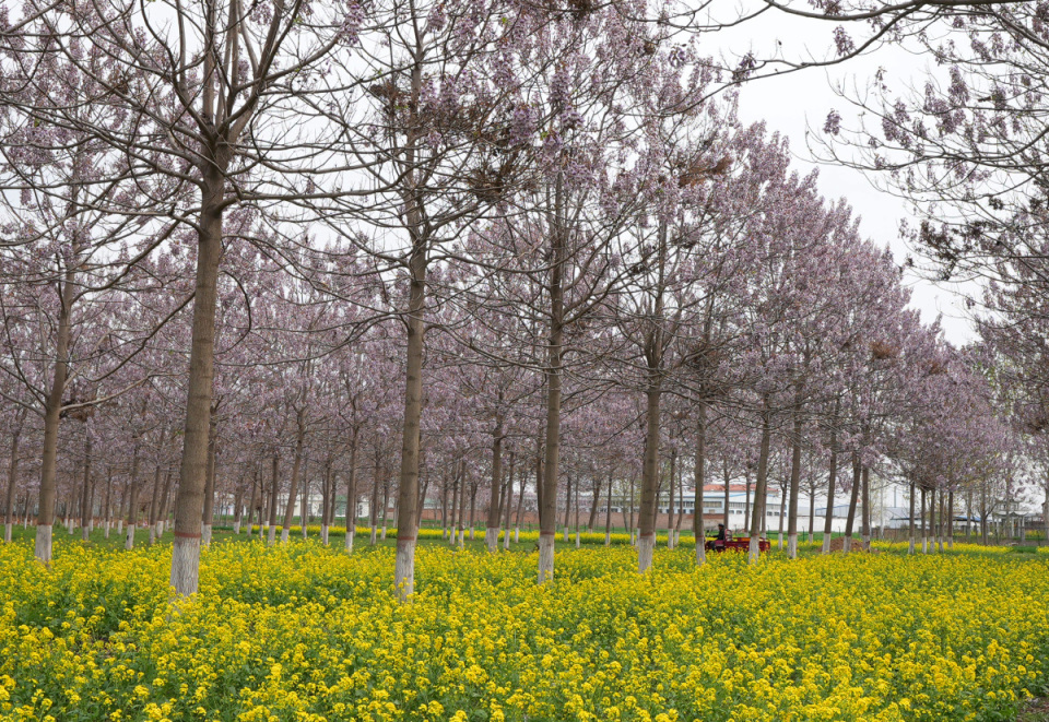 高清图集:又见焦桐花开_腾讯新闻