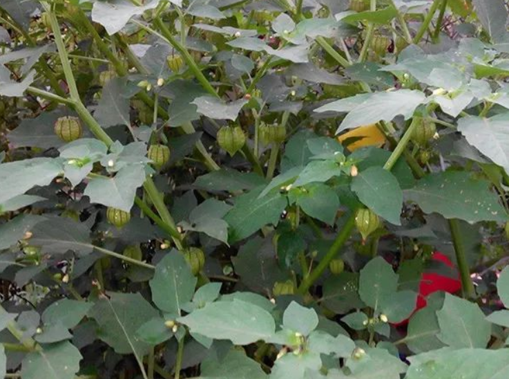 每天一味中草药——灯笼草的功效与作用_腾讯新闻