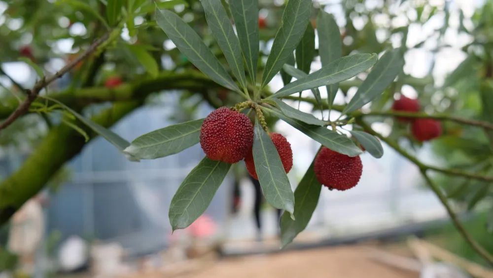 浙江第一早温州茶山丁岙杨梅上市