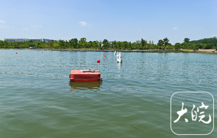 合肥少荃湖龙舟训练基地即将开建,年轻人越来越关注龙舟文化