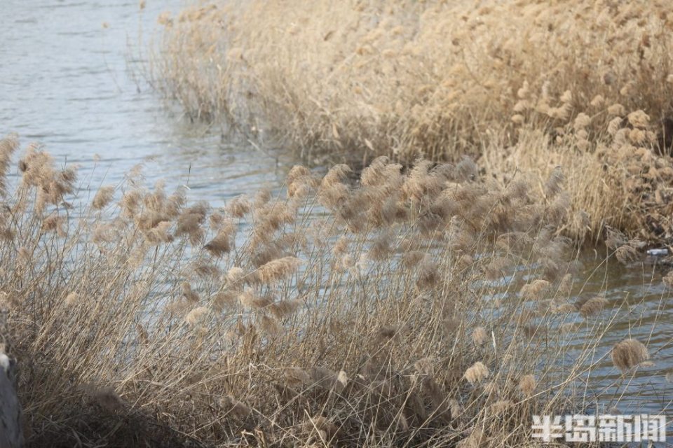 芦苇河畔风光好_腾讯新闻