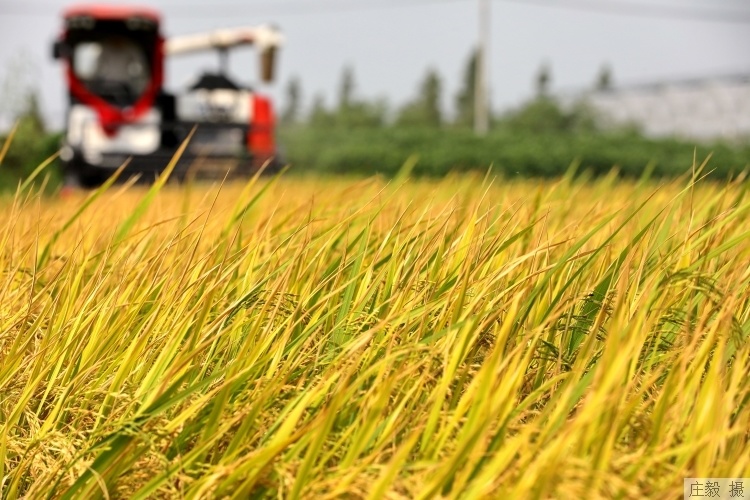 鲜食玉米从"论斤卖"变为"论个卖",农业科技创新