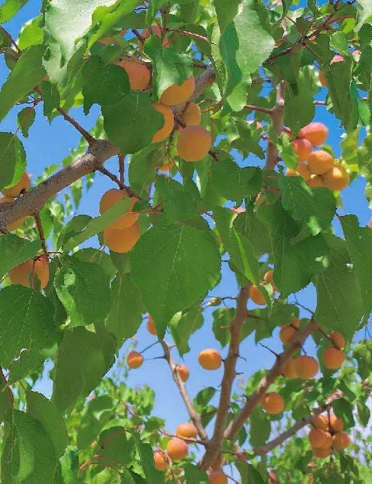 它才是新疆杏子里的真正王者.