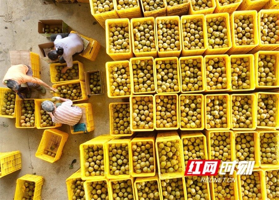 湖南江华:雪梨丰收 助农增收(组图)