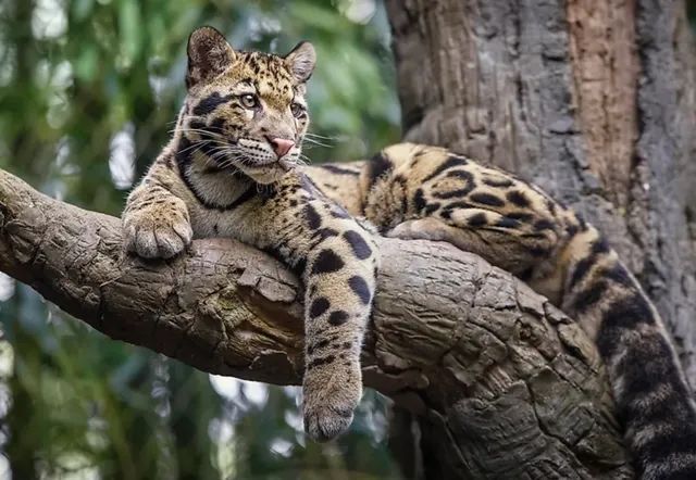 游客在黄山拍到珍稀动物云豹?专家初步判断:是只大橘猫_腾讯新闻