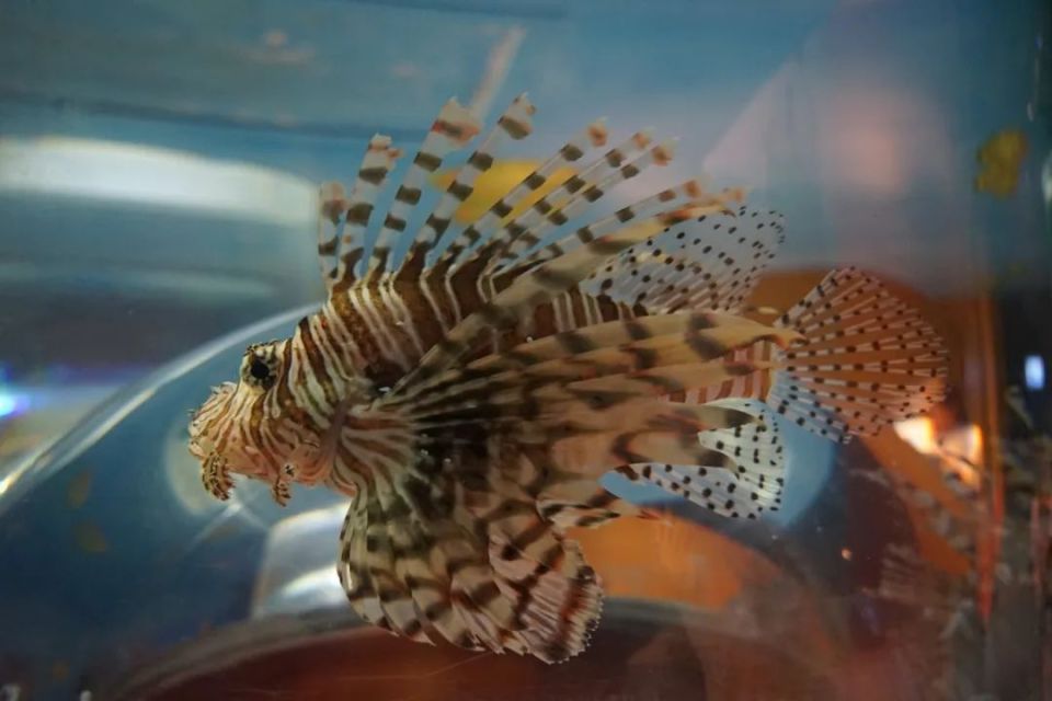 融融的动物朋友 | 海洋中的"毒皇后"