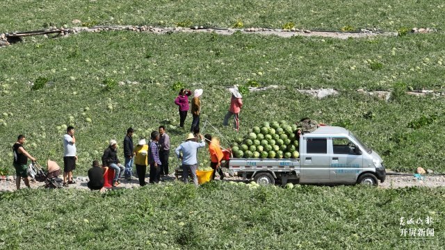 美好生活在云南|曲靖会泽小江西瓜"甜蜜"上市_腾讯新闻