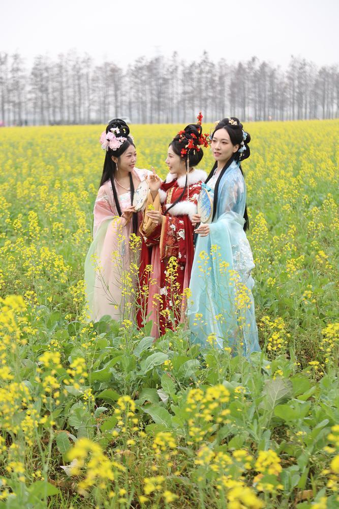 珠海斗门超1500亩花海春节迎客