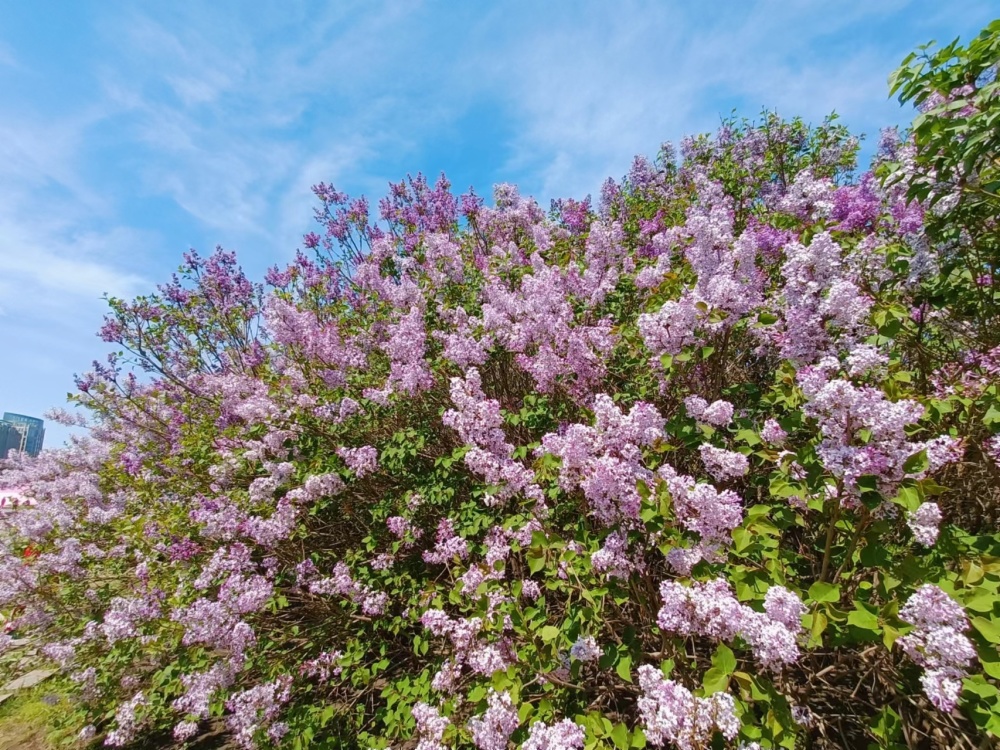 相约哈尔滨 逐梦亚冬会 "丁香城"里竞芬芳